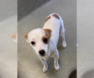 Chihuahua-Unknown Mix Dogs for adoption in San Martin, CA, USA