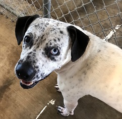 Lab-Pointer Dogs for adoption in Sparta, TN, USA