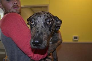 Medium Photo #1 Catahoula Leopard Dog-Unknown Mix Puppy For Sale in Rockwall, TX, USA