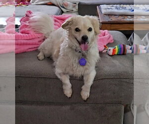 Chi-Poo (Miniature) Dogs for adoption in Denver , CO, USA