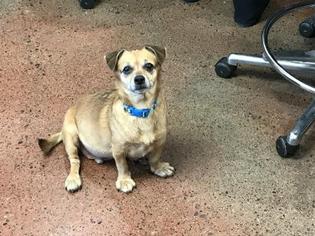 Chiweenie Dogs for adoption in Spokane, WA, USA