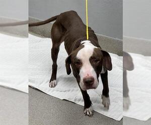 American Pit Bull Terrier-Labrador Retriever Mix Dogs for adoption in Las Vegas, NV, USA