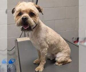 Lhasa Apso-Unknown Mix Dogs for adoption in Las Vegas, NV, USA