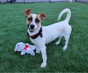 Parson Russell Terrier Dogs for adoption in Santa Clara, CA, USA