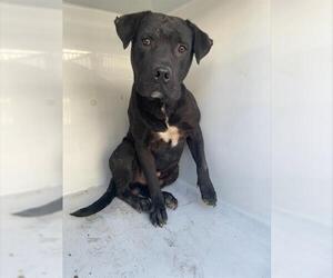 American Pit Bull Terrier-Unknown Mix Dogs for adoption in Houston, TX, USA