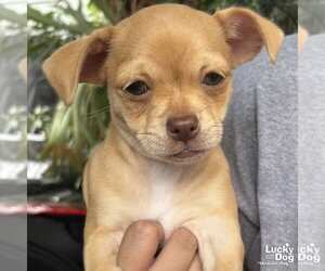 Chihuahua-Unknown Mix Dogs for adoption in Washington, DC, USA