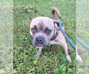 Puggle Dogs for adoption in Missouri City, TX, USA