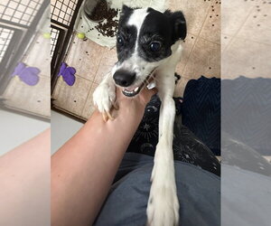 Jack Russell Terrier-Unknown Mix Dogs for adoption in Osgood, IN, USA