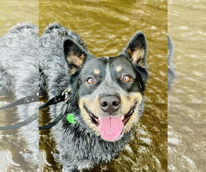 Mutt Dogs for adoption in Garden City, NY, USA