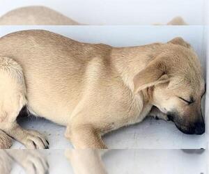 Labrador Retriever Dogs for adoption in Houston, TX, USA