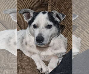 Rat Terrier-Unknown Mix Dogs for adoption in Chandler, AZ, USA