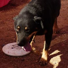 Rottweiler Dogs for adoption in Cottonwood, AZ, USA