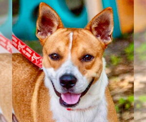 Mutt Dogs for adoption in Canton, CT, USA