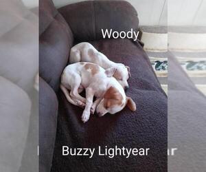 Jack Russell Terrier Dogs for adoption in San Bernardino, CA, USA