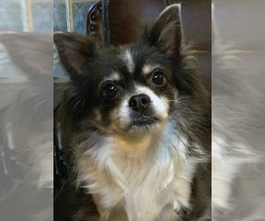 Chihuahua-Unknown Mix Dogs for adoption in Abilene, TX, USA