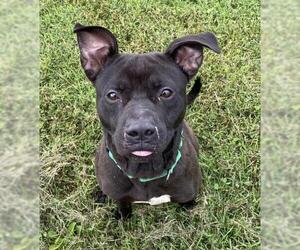 American Staffordshire Terrier-Unknown Mix Dogs for adoption in Sistersville, WV, USA