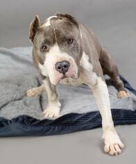 American Pit Bull Terrier Dogs for adoption in Ashland, WI, USA