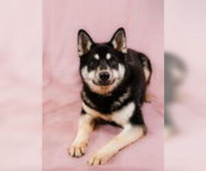 - Mix Dogs for adoption in Woodland, CA, USA