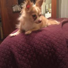 Pomeranian Dogs for adoption in Lindale , TX, USA