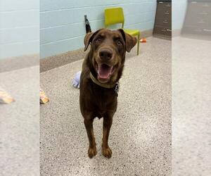 Doberman Pinscher-Unknown Mix Dogs for adoption in Brighton, CO, USA