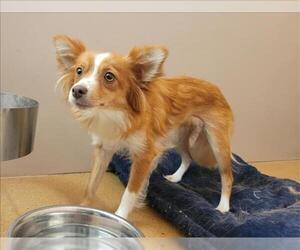 Papillon Dogs for adoption in Martinez, CA, USA