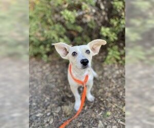 Chihuahua Dogs for adoption in Salinas, CA, USA