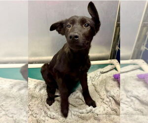Shepradors Dogs for adoption in Lakewood, CO, USA