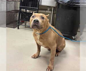 Mutt Dogs for adoption in Sanford, FL, USA