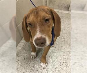 Beagle Dogs for adoption in Conroe, TX, USA