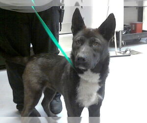 Siberian Husky-Unknown Mix Dogs for adoption in Fayetteville, NC, USA