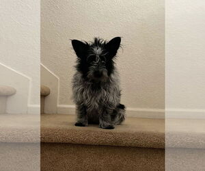 Mutt Dogs for adoption in Woodland, CA, USA