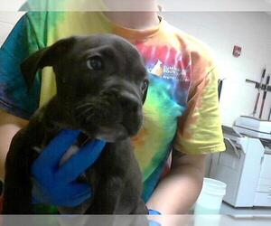 American Pit Bull Terrier-Basset Hound Mix Dogs for adoption in Fayetteville, NC, USA