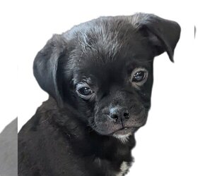 Chug Dogs for adoption in Vail, AZ, USA