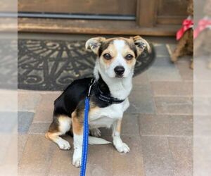 Beagle-Chihuahua Mix Dogs for adoption in Santa Clara, CA, USA