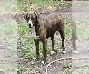 American Staffordshire Terrier-Unknown Mix Dogs for adoption in San Antonio, TX, USA