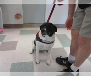 Lab-Pointer Dogs for adoption in Oklahoma City, OK, USA