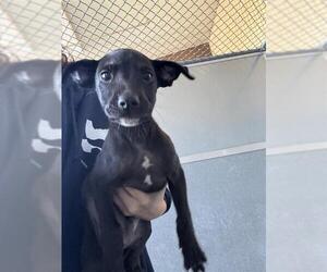 American Pit Bull Terrier Dogs for adoption in Baytown, TX, USA