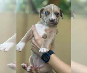 Labrador Retriever-Unknown Mix Dogs for adoption in Pompano Beach , FL, USA