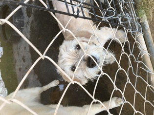 Mal-Shi Dogs for adoption in Tonopah, AZ, USA