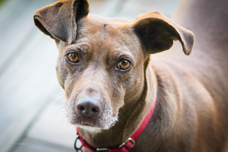 Vizsla-Weimaraner Mix Dogs for adoption in Smithfield, VA, USA