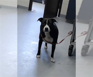 Mutt Dogs for adoption in Fayetteville, NC, USA