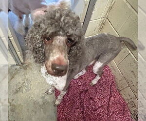 Poodle (Standard) Dogs for adoption in Ocala, FL, USA