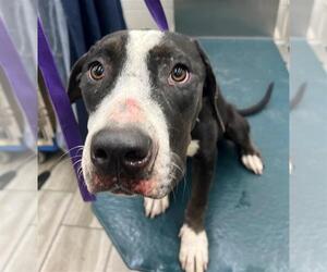 American Bulldog-Unknown Mix Dogs for adoption in Mobile, AL, USA