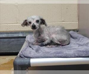 Mutt Dogs for adoption in Martinez, CA, USA