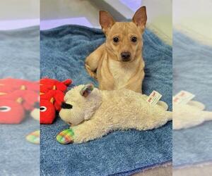 Chihuahua-Unknown Mix Dogs for adoption in Bakersfield, CA, USA