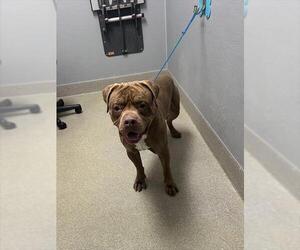 Mutt Dogs for adoption in Las Vegas, NV, USA