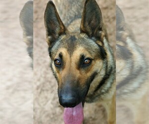 German Shepherd Dog Dogs for adoption in Milner, GA, USA