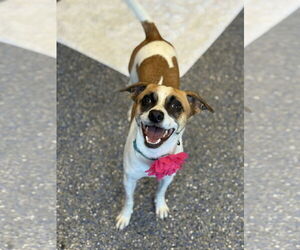 Jack-Rat Terrier Dogs for adoption in Phoenix, AZ, USA