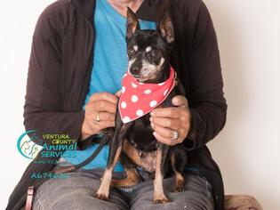 Miniature Pinscher Dogs for adoption in Camarillo, CA, USA
