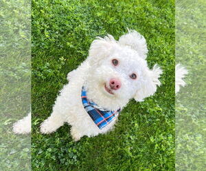 Medium Photo #1 Bichon Frise Puppy For Sale in Phoenix, AZ, USA